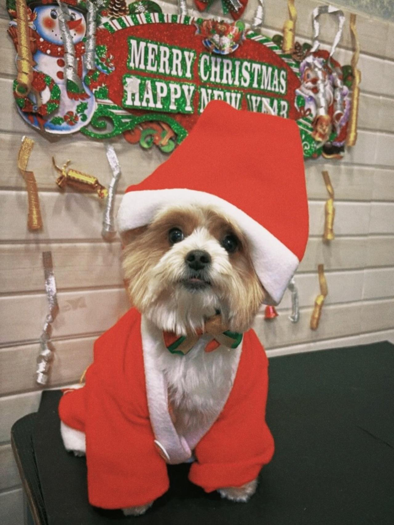 <p>Khushi Kapoor shares an adorable glimpse of her doggo all decked out in red, soaking up the Christmas spirit.</p>